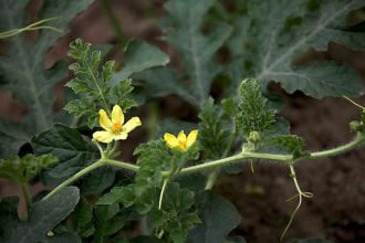 1513329377376361ZtXY.jpg 圖片83.jpg