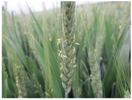 1513333800412564ClIm.png blob.png