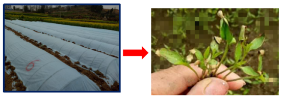 1515667705907896RS9J.png blob.png