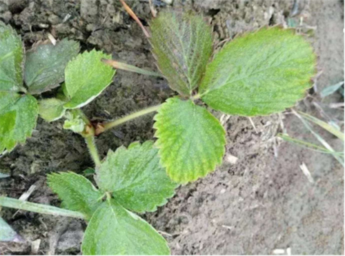 15300848671957776H2z.png 圖片6.png