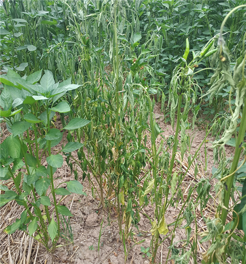 15353392367839690GEY.png 圖片1_.png