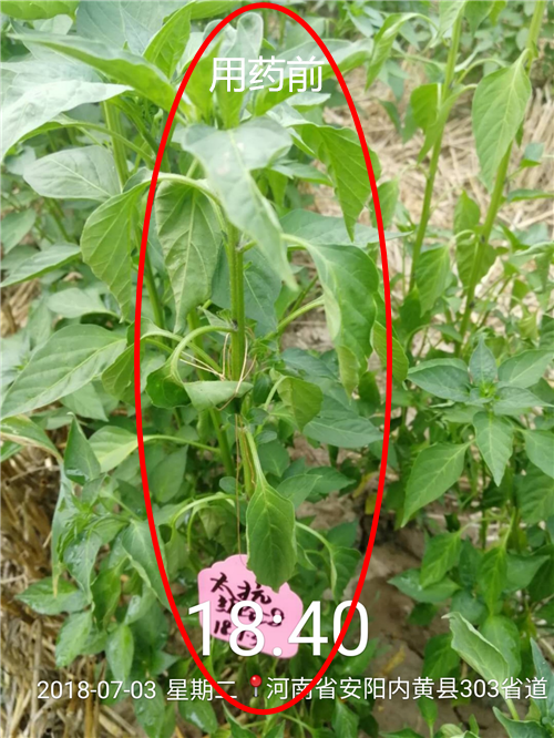 1535339750103538jHlL.png 圖片6.png