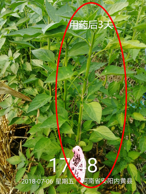 1535339951635523SmTS.png 圖片7.png