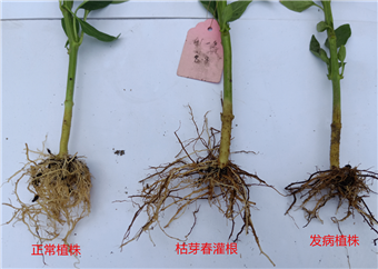 15366277488093927fH3.png 圖片2.png