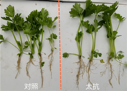 1540802332605366i3Iz.png 圖片5.png