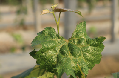 15547726132631582iJh.png 圖片6.png