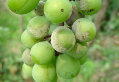 1554772812725300n9yI.png 圖片7.png