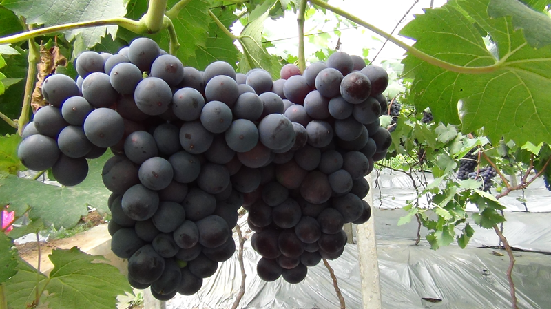 1555051547382326vaG5.png 圖片6.png