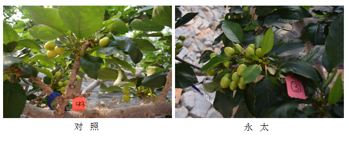 1555054264714748qTLw.png 圖片8.png