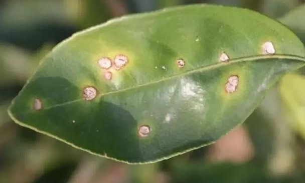 1557820480886765yNb0.png 圖片2.png