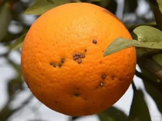 1557820540670877EkKM.png 圖片4.png